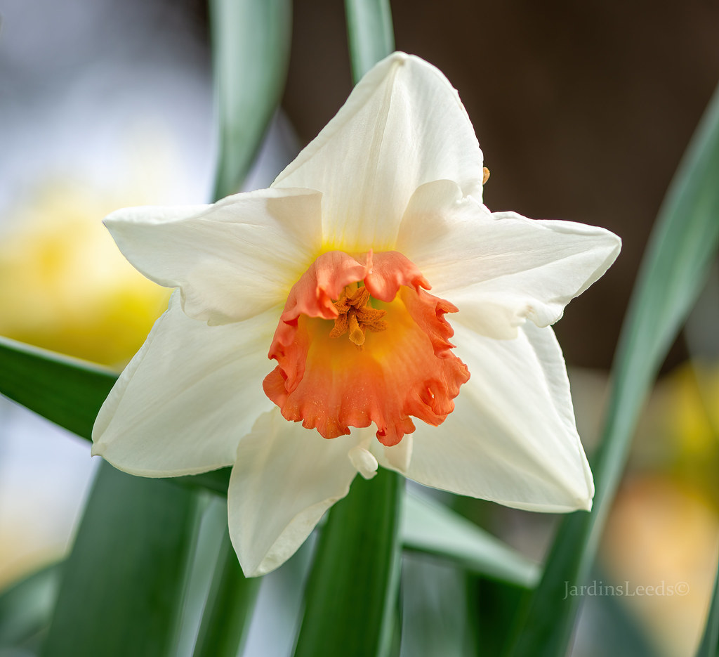 Narcisse Narcissus Decoy