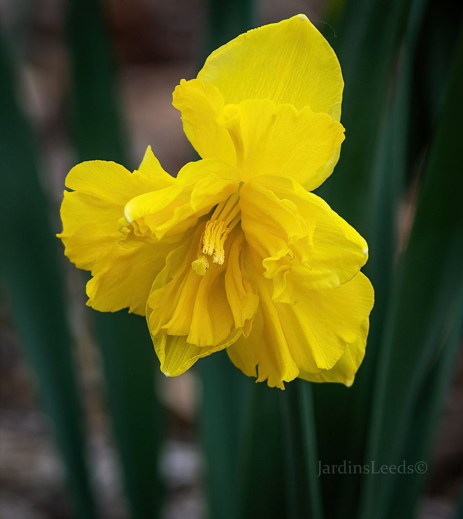 Narcisse, Narcissus 'Flyer'