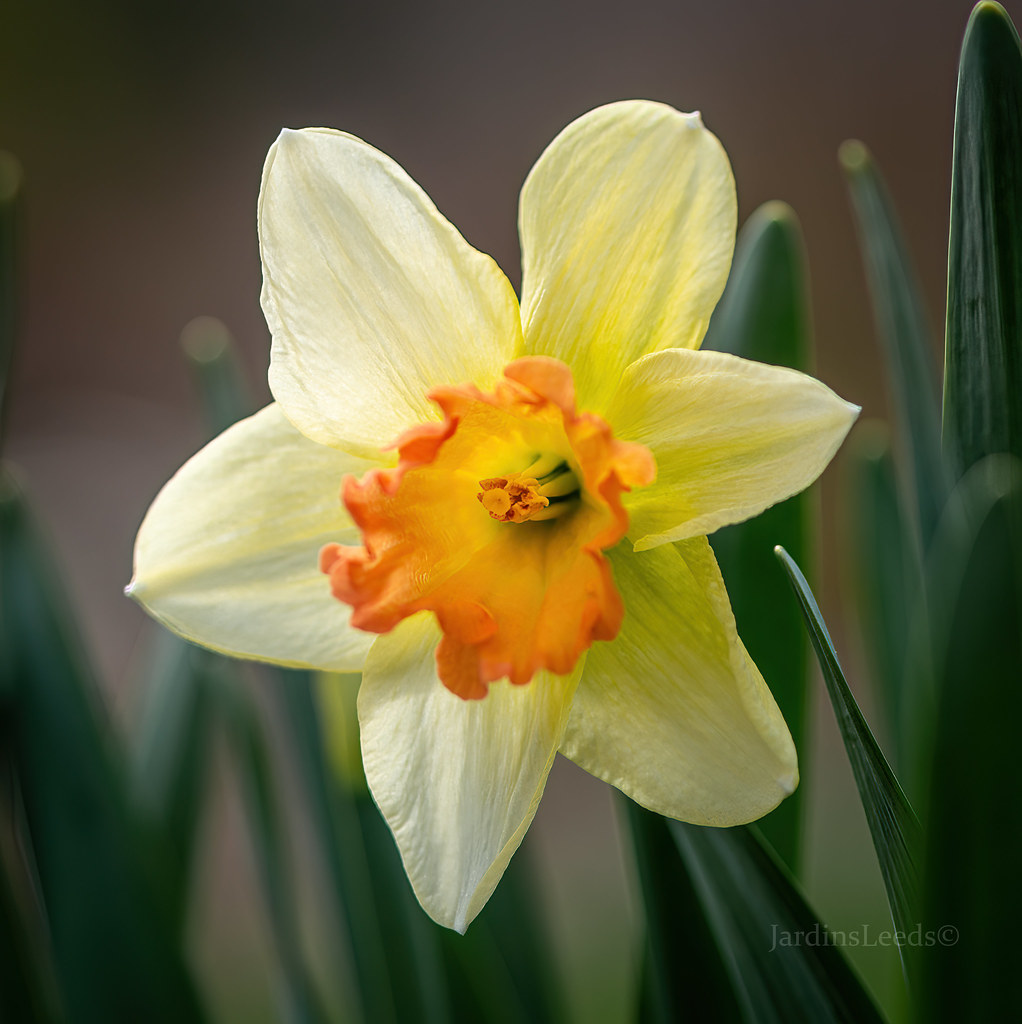 Narcisse, Narcissus 'Pickled Pinkeen'