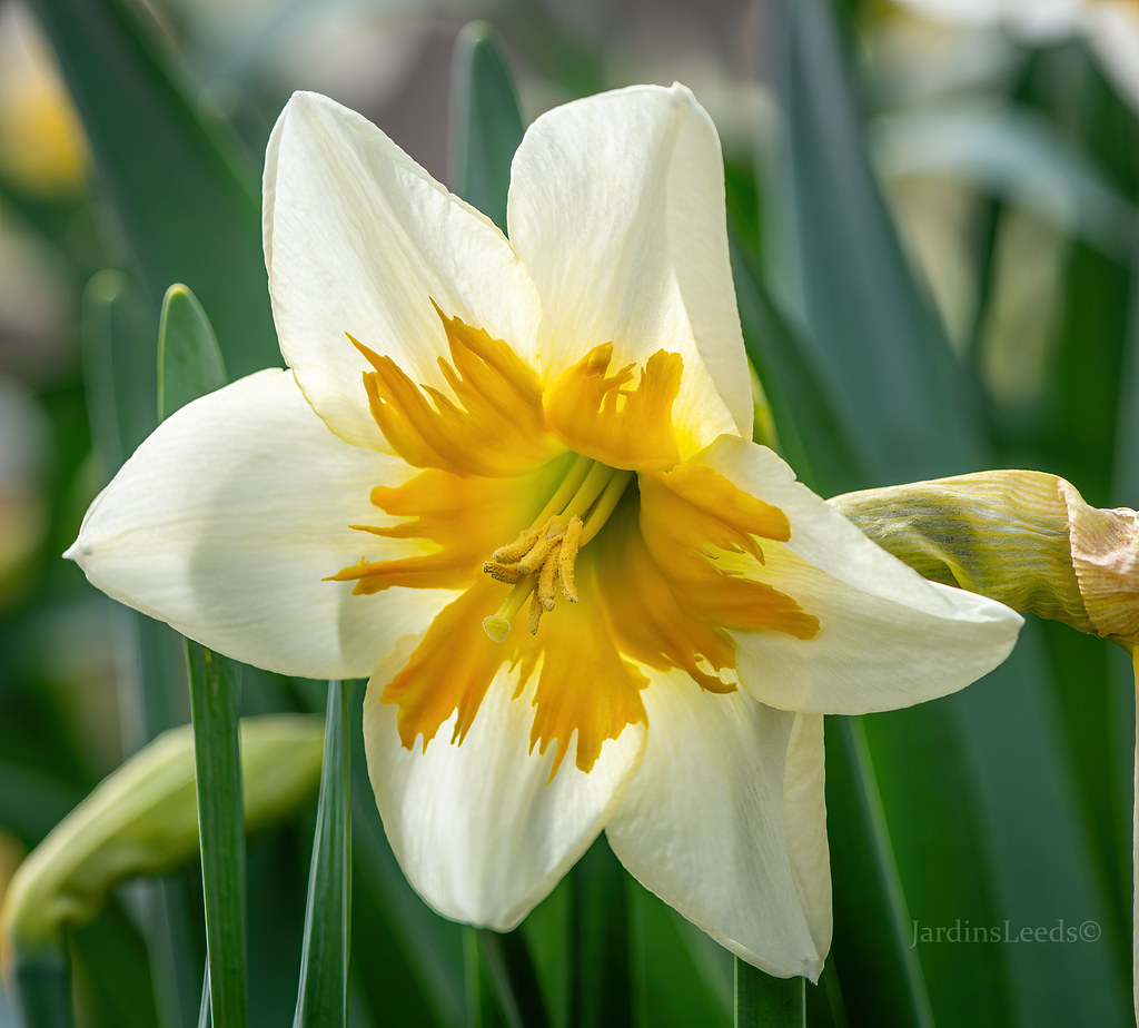 Narcisse, Narcissus 'Shrike'