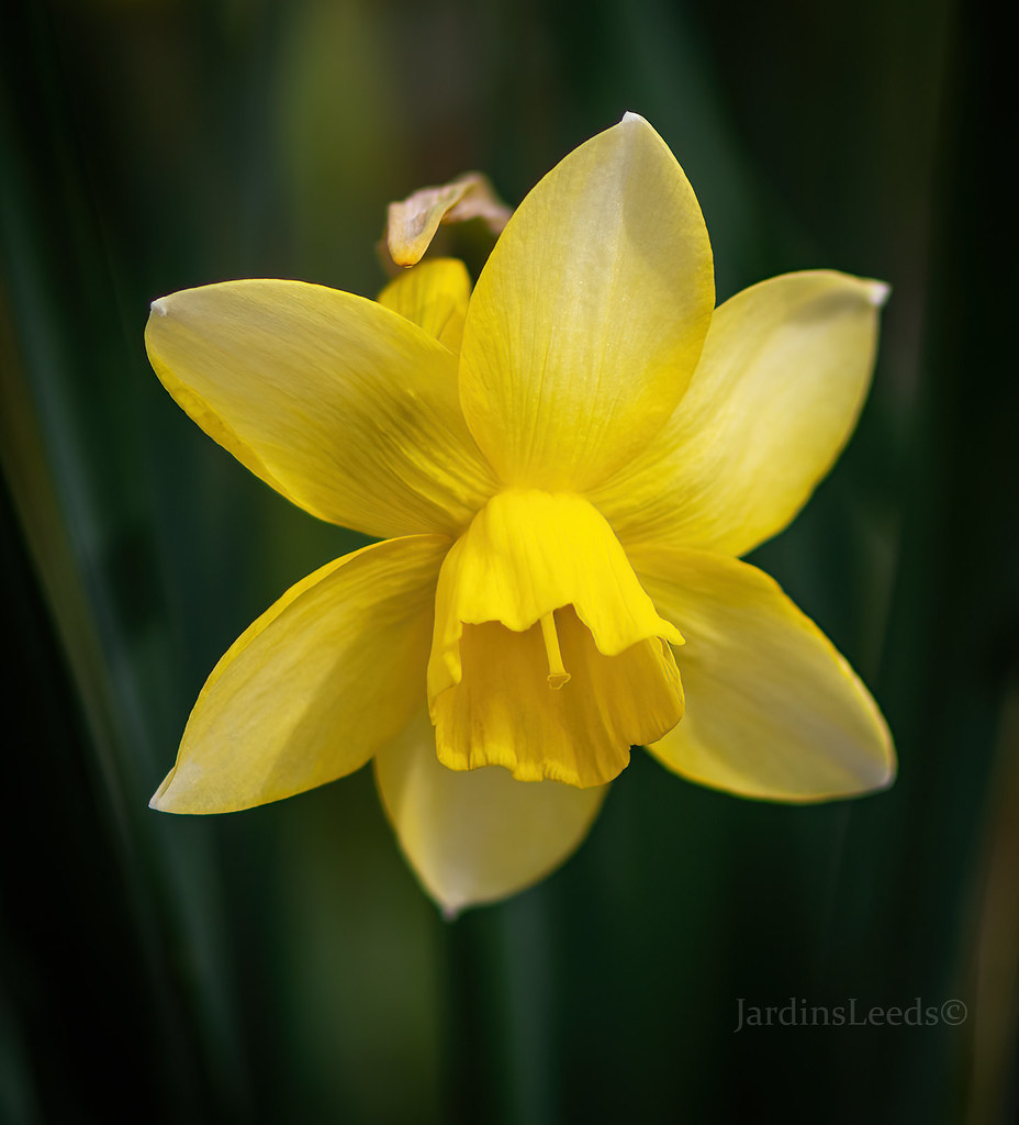 Narcisse Narcissus triandus Starlight Sensation