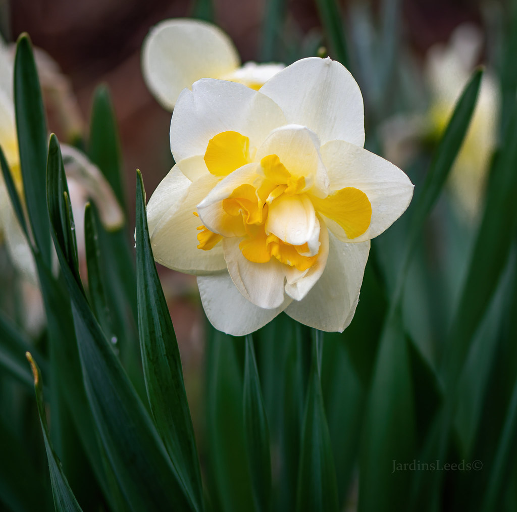 Narcisse, Narcissus 'Double Star'