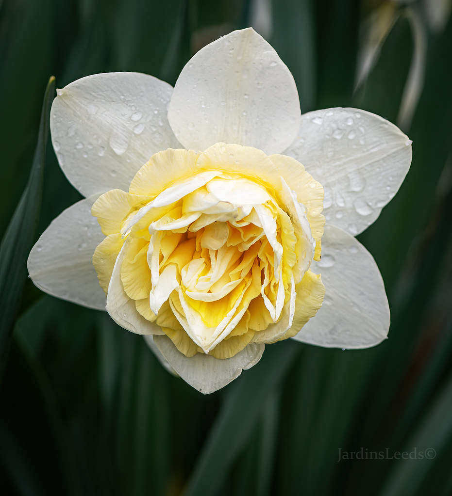 Narcisse, Narcissus 'Princess Zaide'