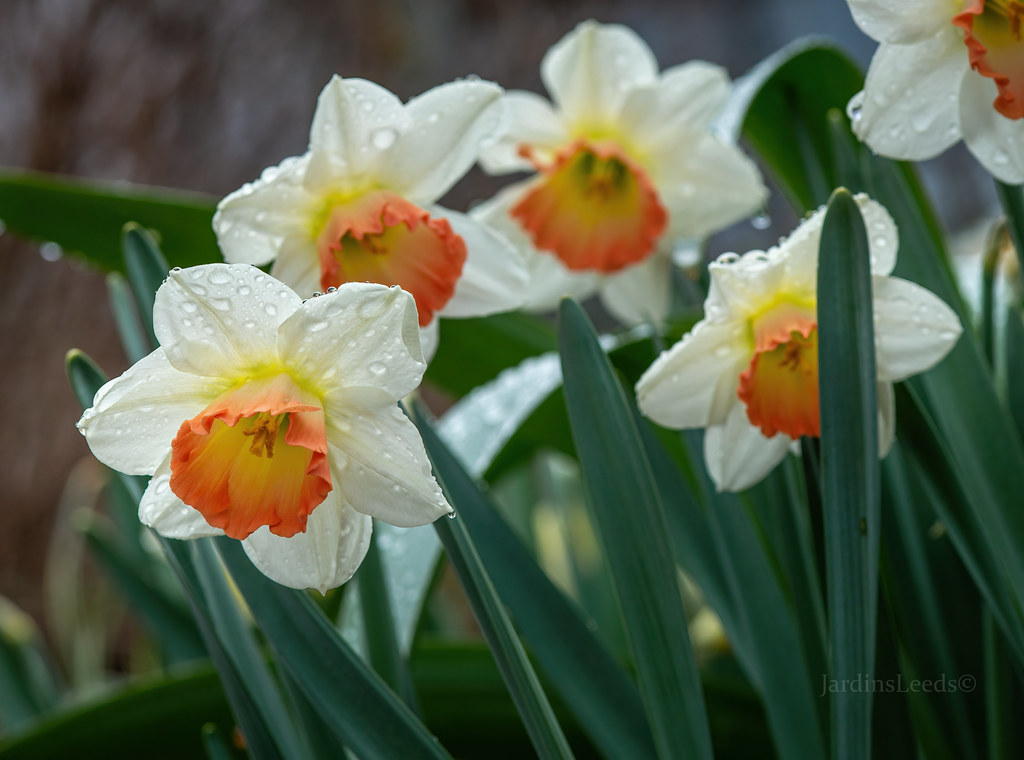 Narcisse, Narcissus 'Pink Charm'