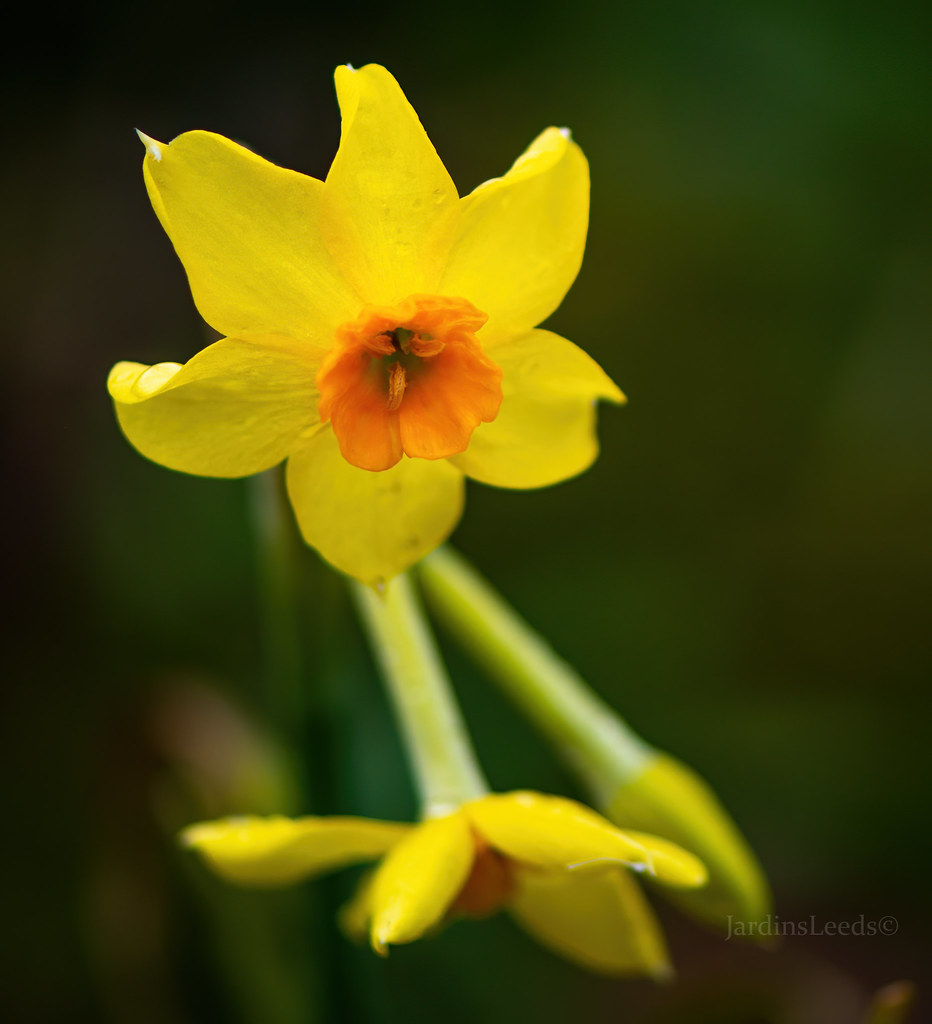 Narcisse, Narcisse &agrave; bouquet, Narcisse de Constantinople, Narcisse tazette, Narcissus tazetta 'Falconet'