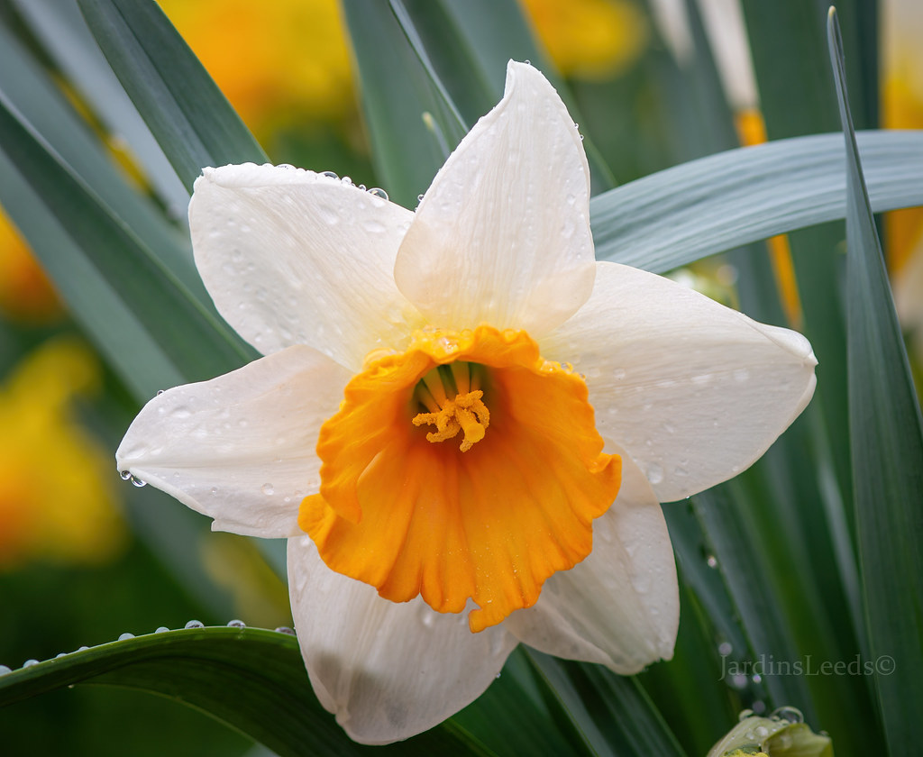 Narcisse, Narcissus 'Chromacolor'