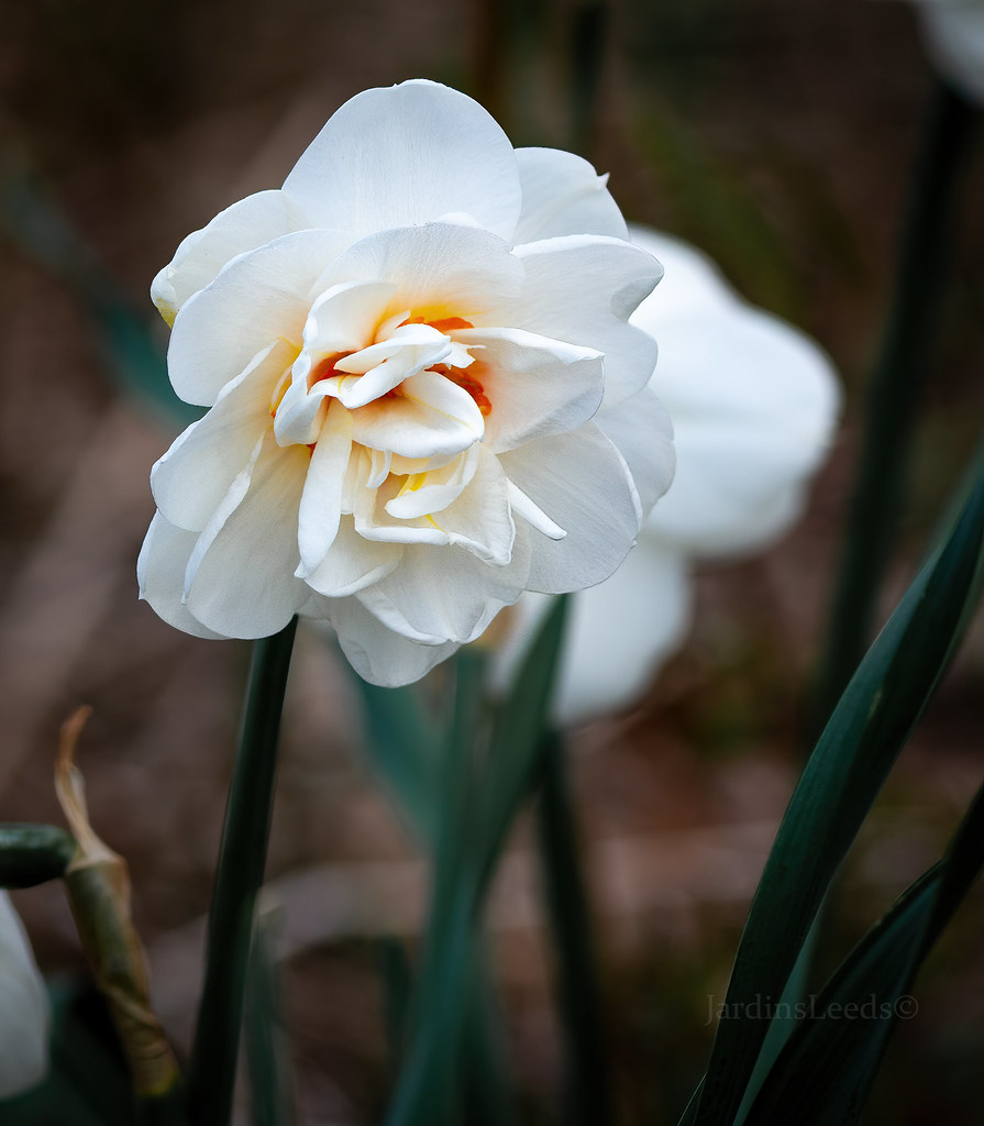 Narcisse, Narcissus 'Acropolis'
