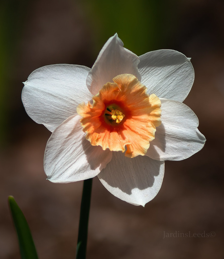 Narcisse Narcissus Biot