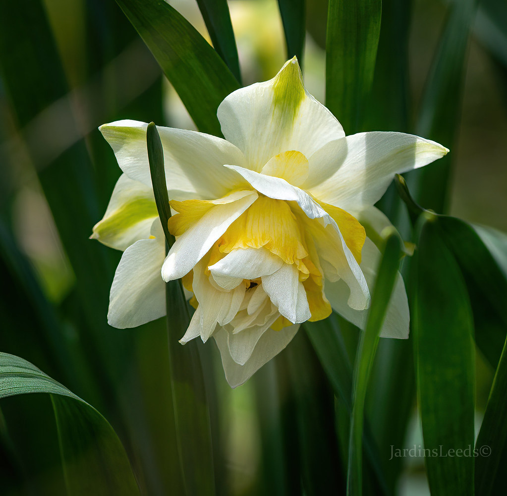 Narcisse Narcissus Double Beauty