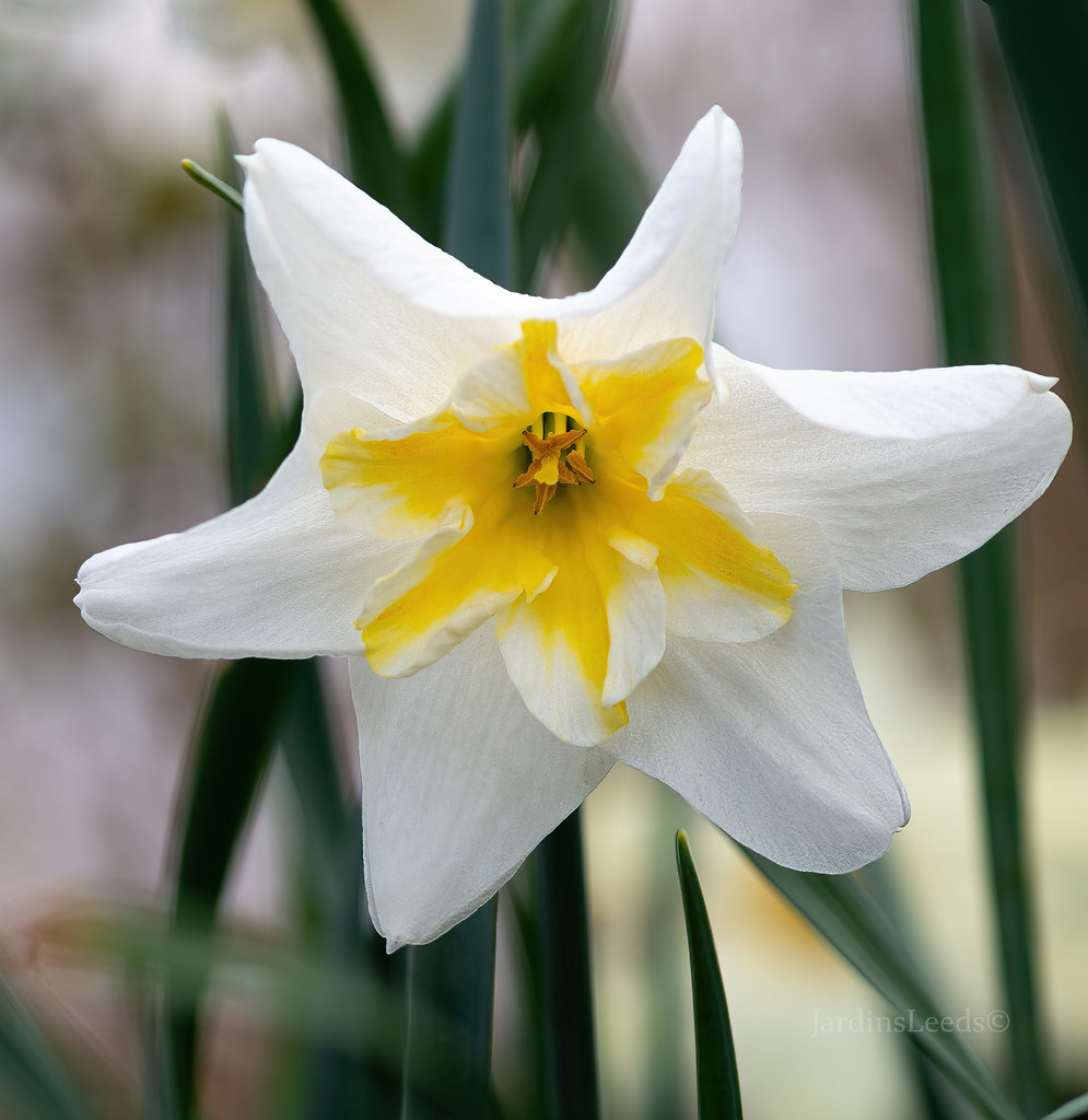Narcisse, Narcissus 'Lemon Beauty'