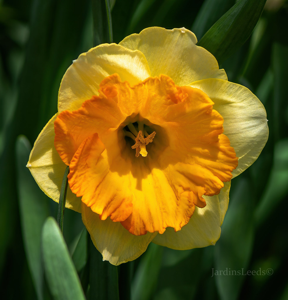 Narcisse Narcissus Parabole