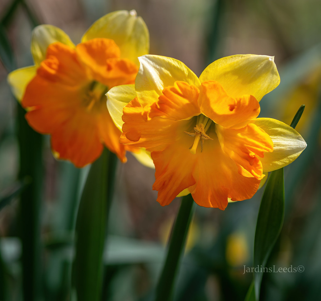 Narcisse, Narcissus 'Split Corona Orangery'