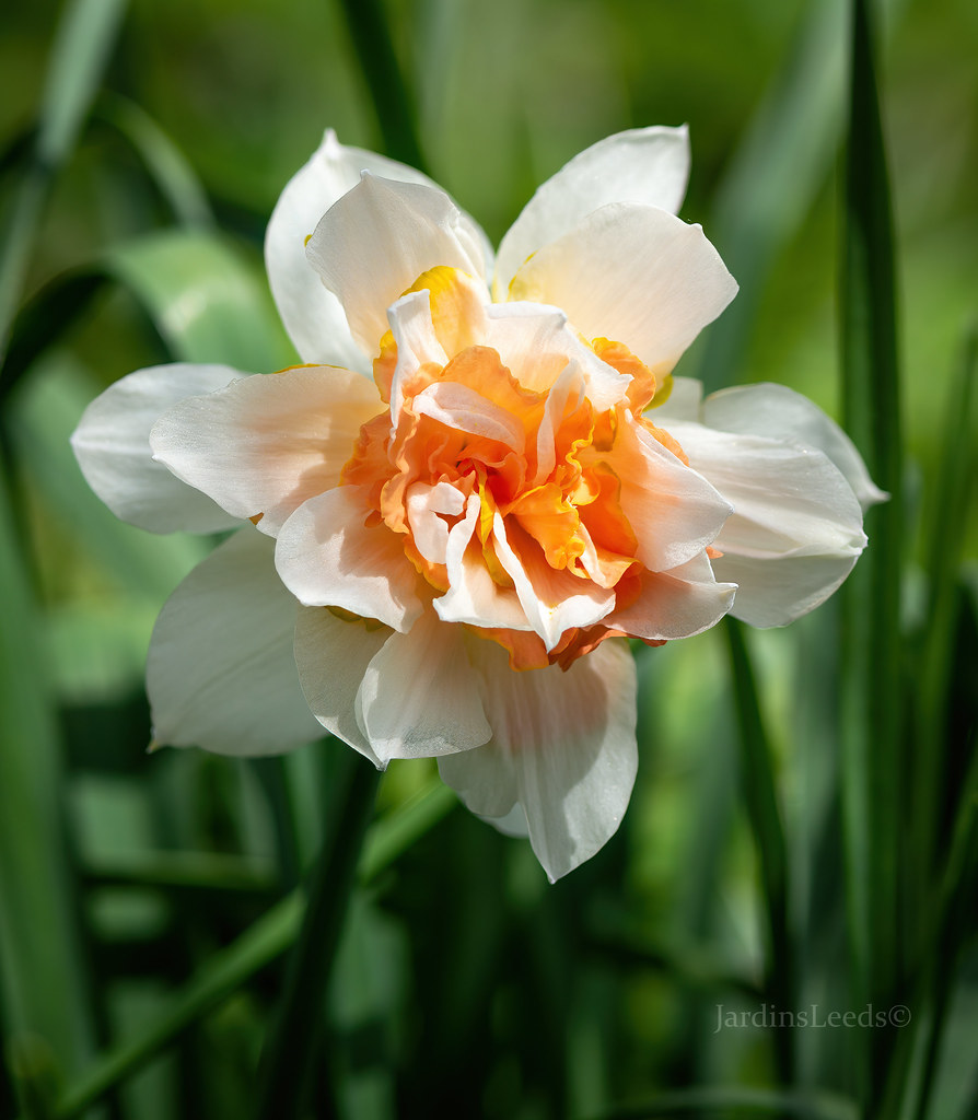 Narcisse, Narcissus 'White Lion'
