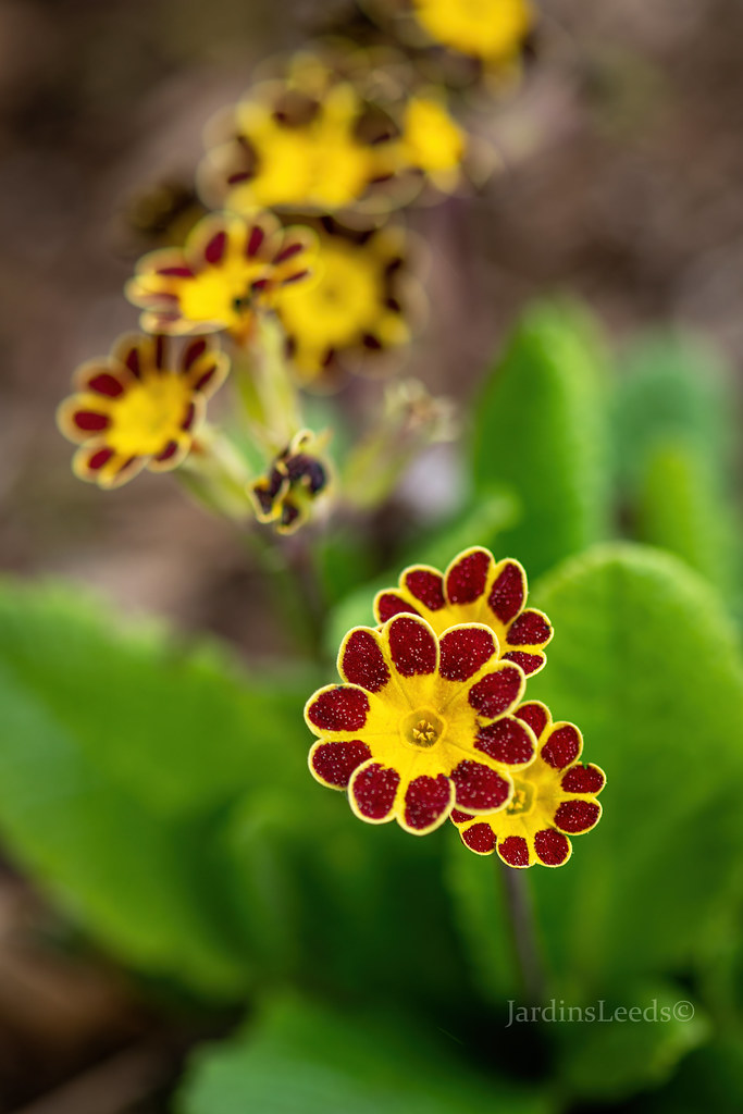 Primev&egrave;re, primulas, Primev&egrave;re polyanthus, polyantha, Primula ×polyantha 'Gold Laced Beeches'