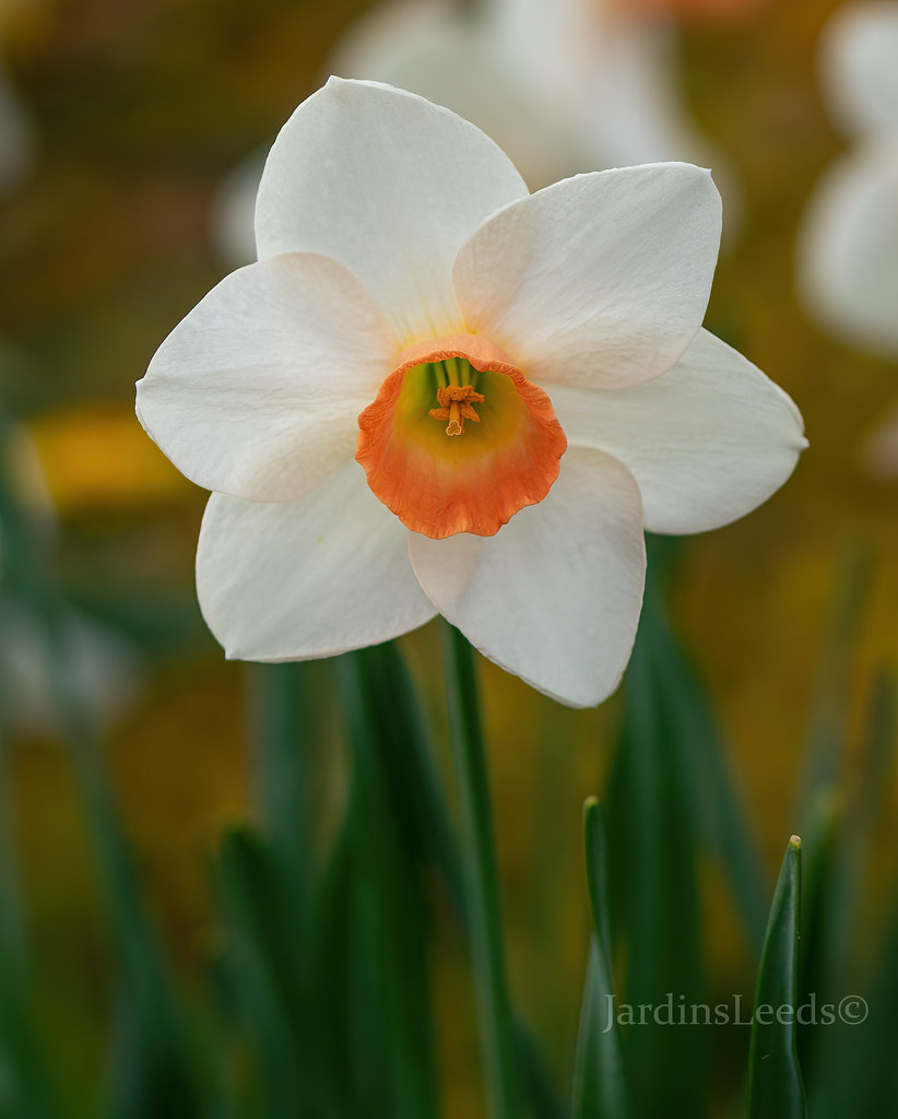 Narcisse Narcissus Accent