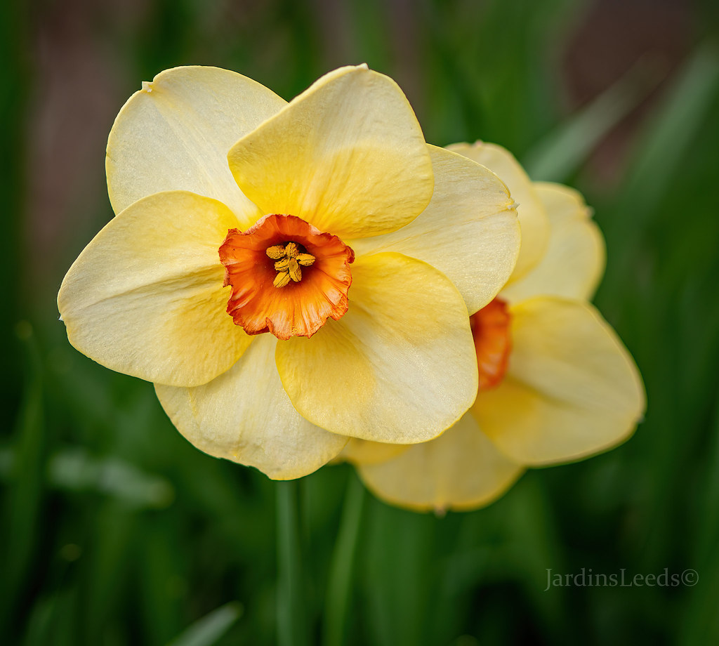 Narcisse, Narcissus 'Altruist'