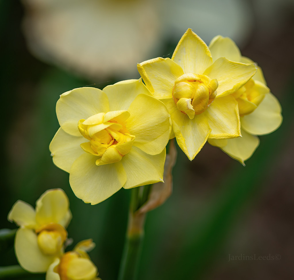 Narcisse, Narcissus 'Chearfullness'