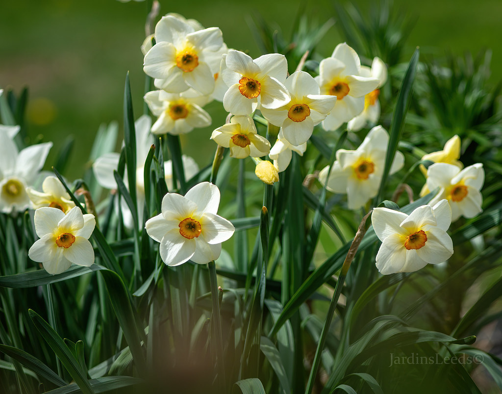 Narcisse, Narcissus 'Chinita'