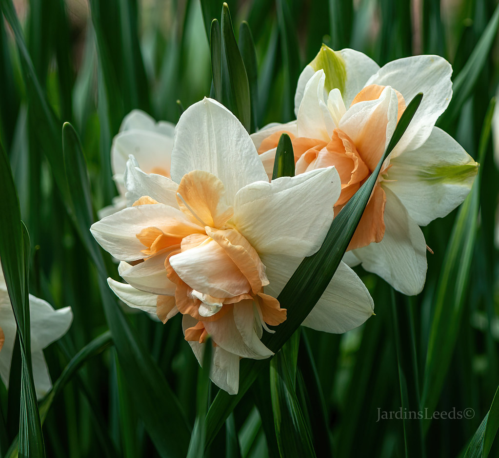 Narcisse, Narcissus 'Delnashaugh'