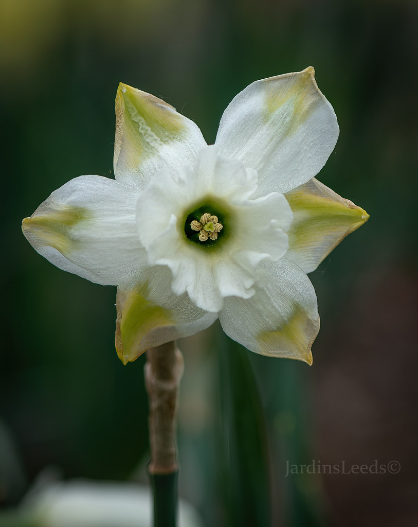 Narcisse Narcissus Falmouth Bay