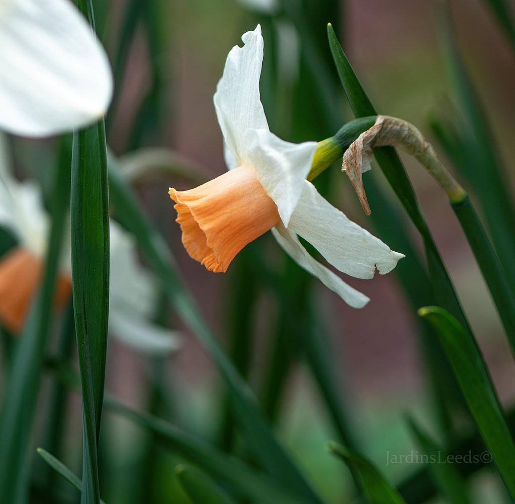 Narcisse, Narcissus ×cyclamineus 'Kaydee'