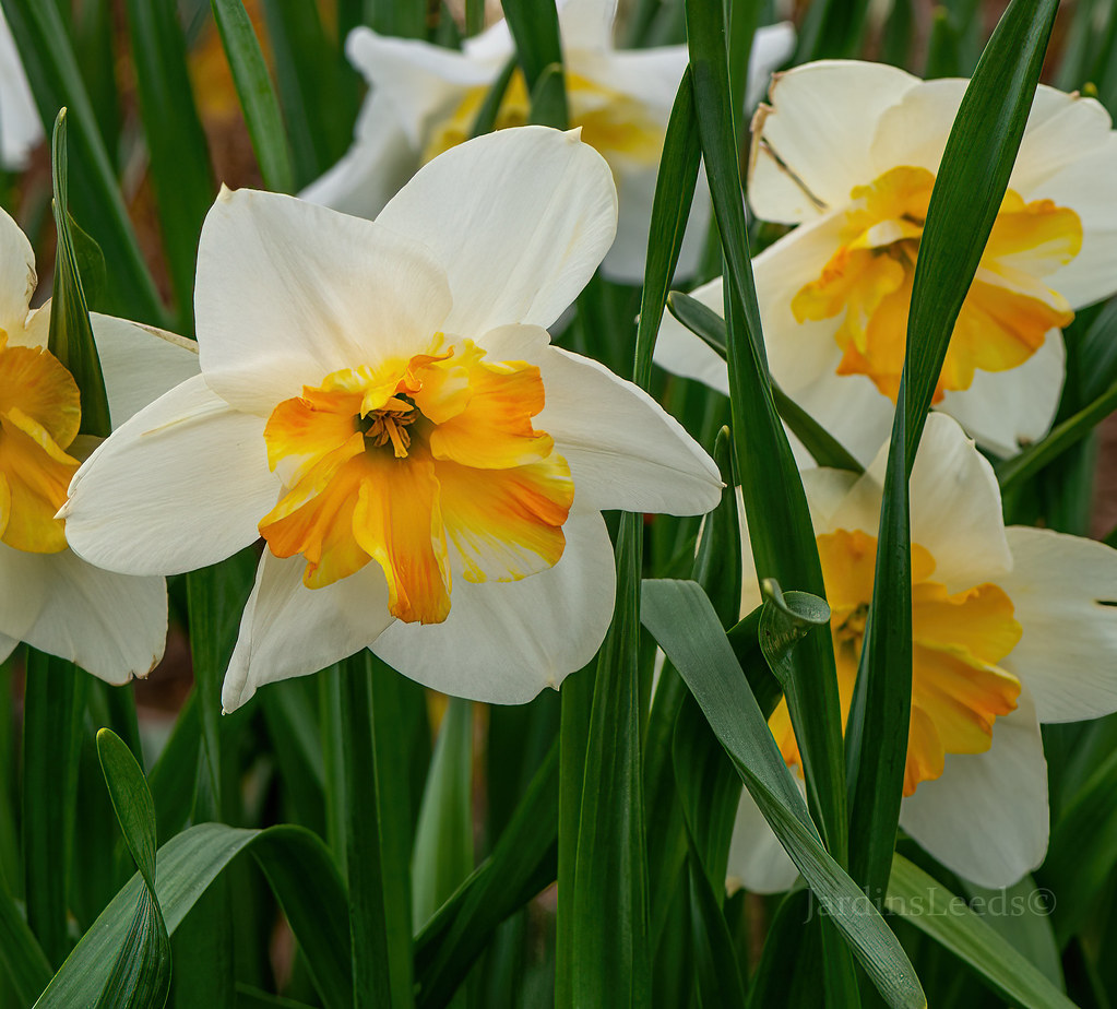 Narcisse, Narcissus 'Marie Jose'