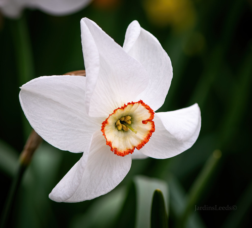 Narcisse, Narcissus 'Pheasants Eye'