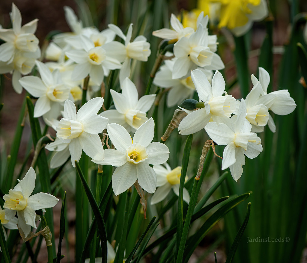 Narcisse, Narcissus 'Sailboat'