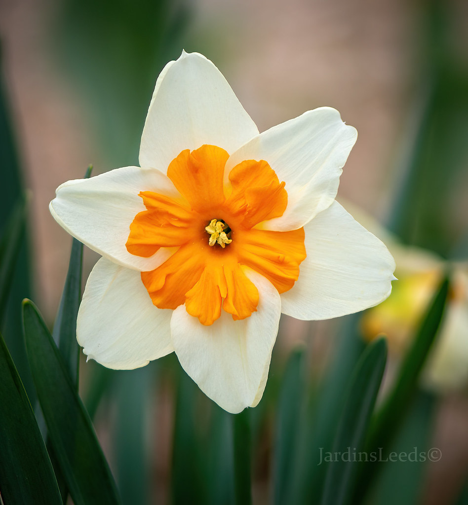Narcisse Narcissus Tricolett