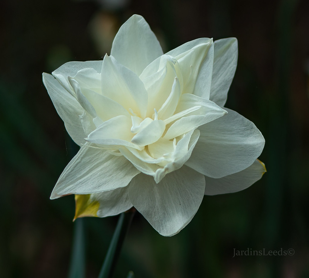 Narcisse, Narcissus 'White Favourite'