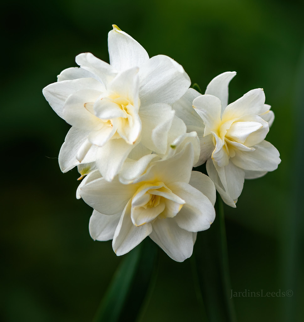 Narcisse, Narcissus 'Erlicheer'