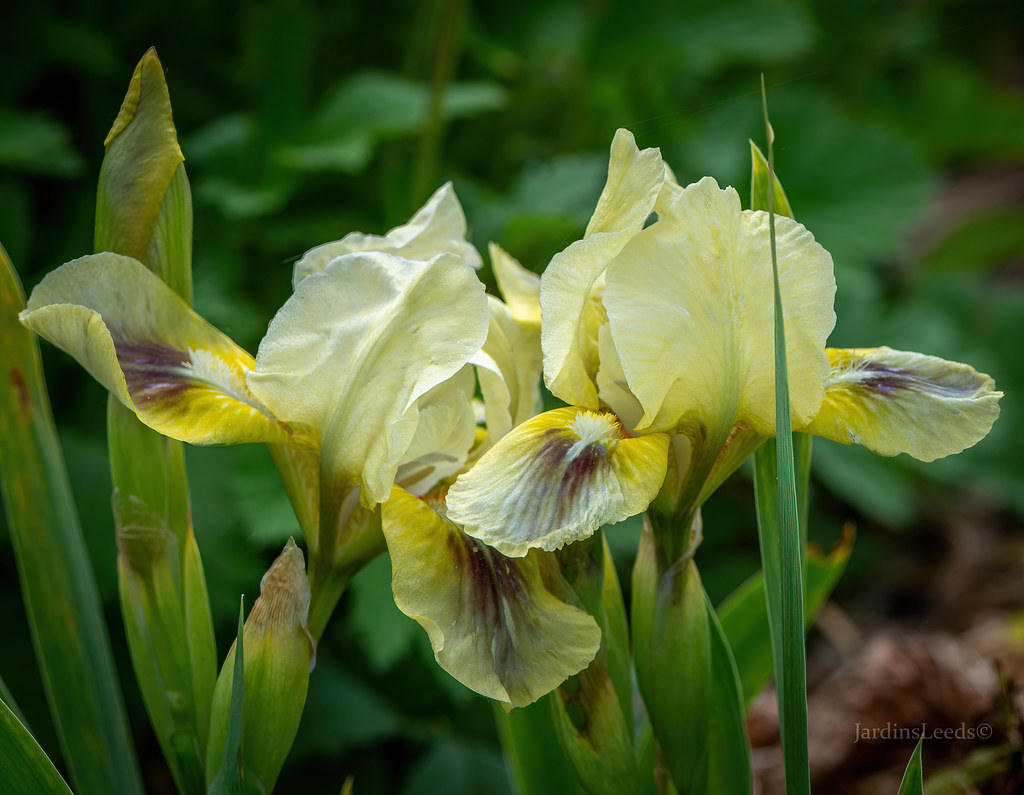 Iris 'Dardanus'