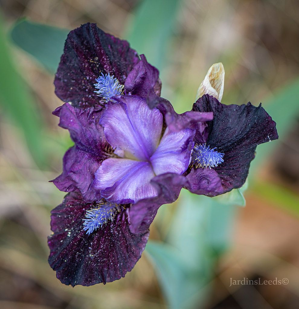 Iris 'Black Olive'