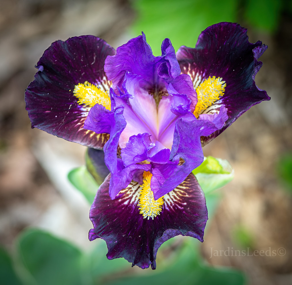 Iris d&rsquo;Allemagne, Iris barbu, Iris germanica 'Beckoning'