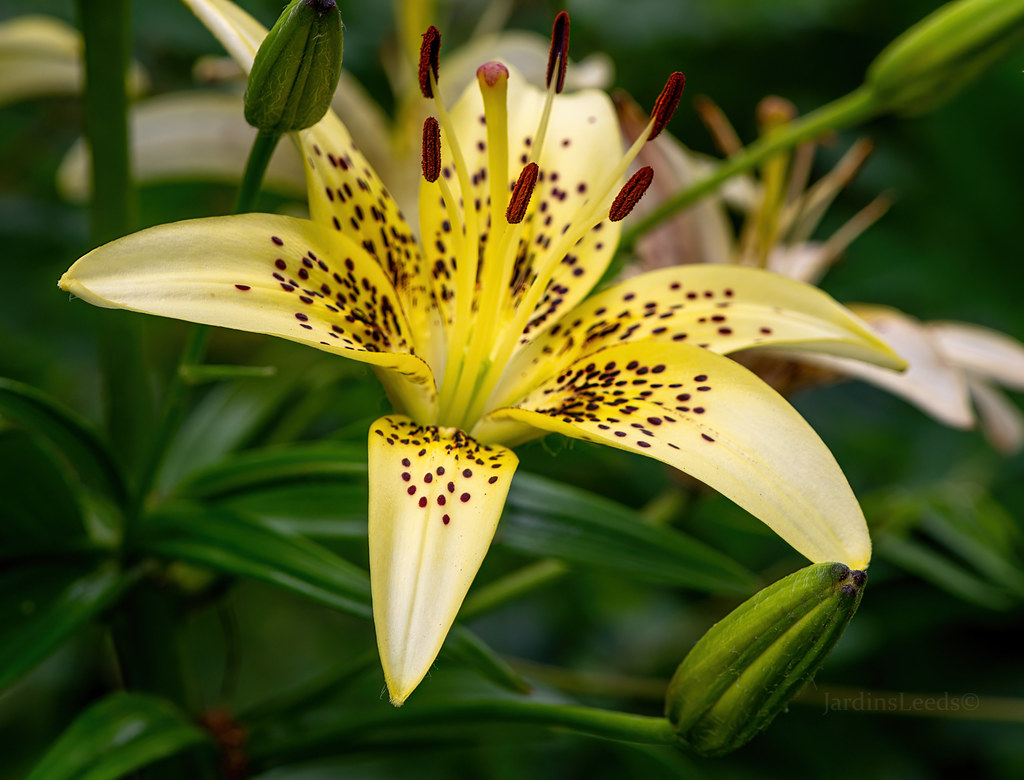 Lys Asiatique Lilium ×asiatique Centuria