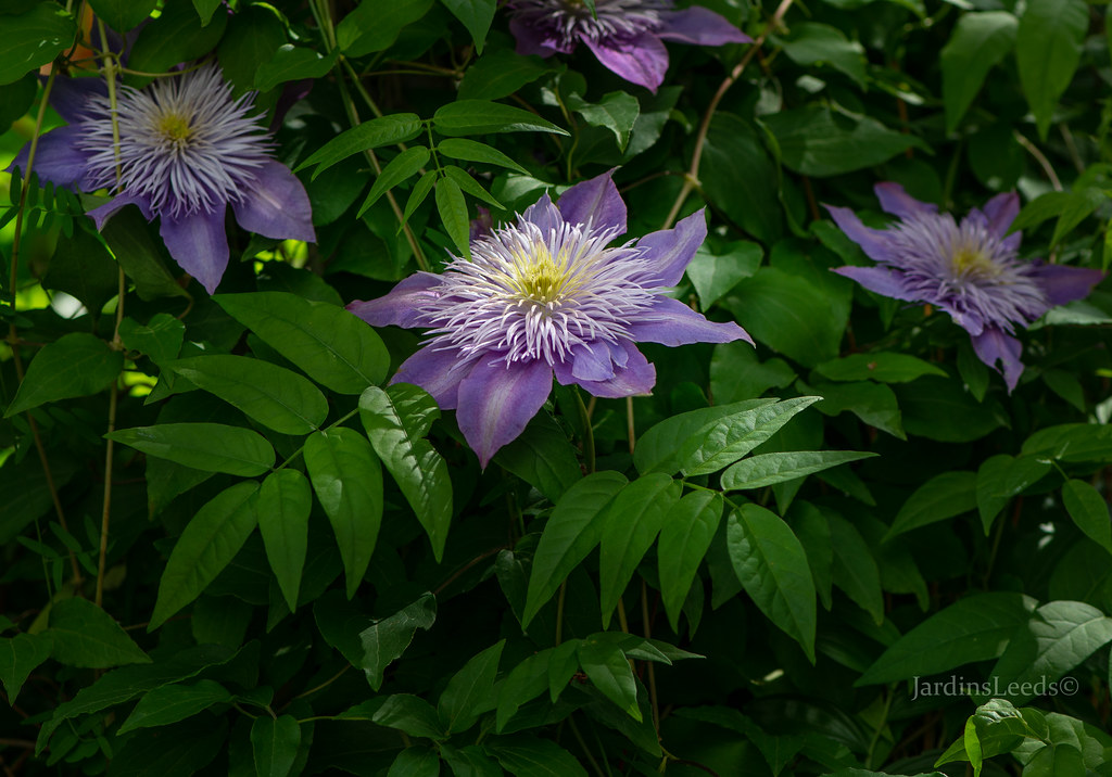 Cl&eacute;matite, Clematis 'Crystal Fountain'