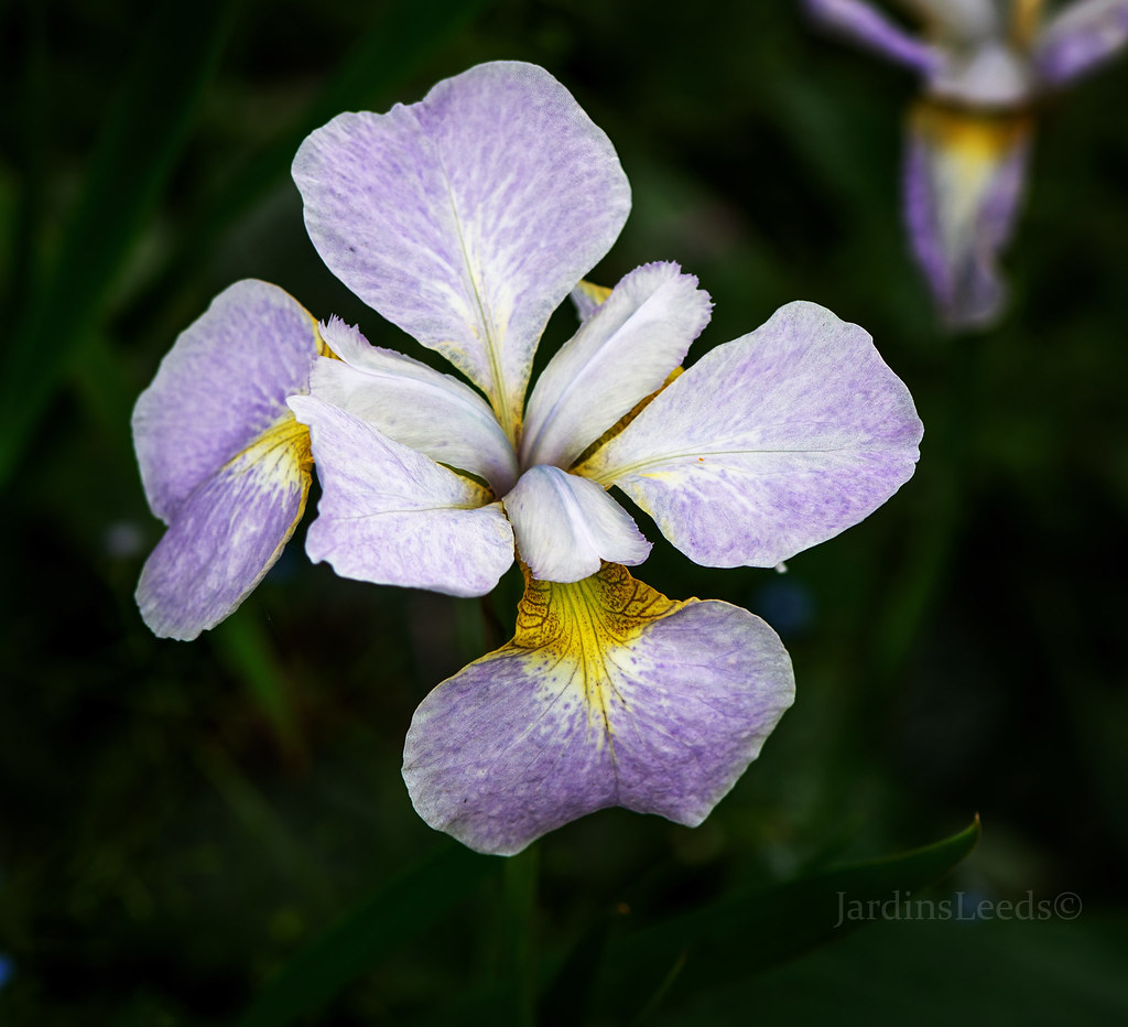 Iris de Sib&eacute;rie, Iris sibirica 'Ama No Hana'