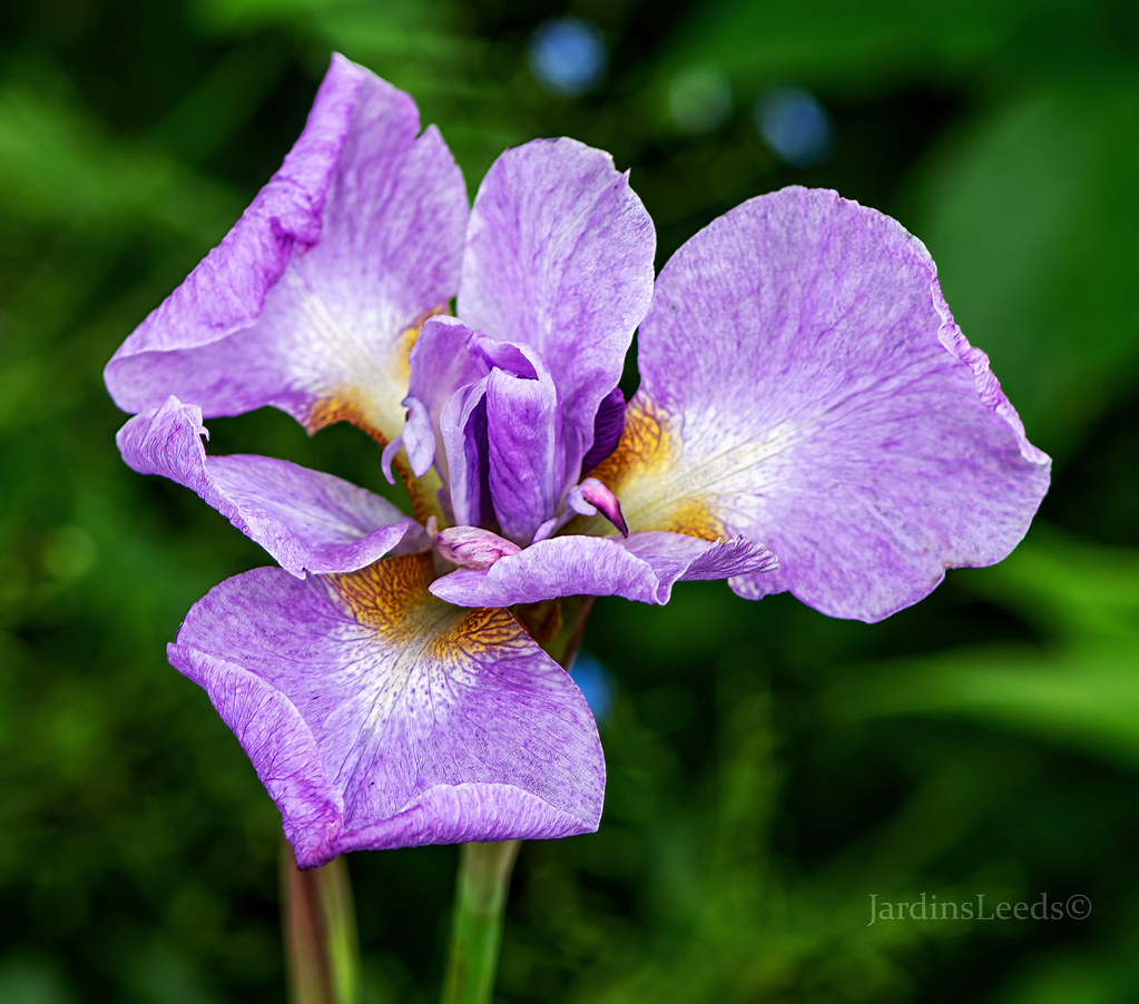 Iris de Sib&eacute;rie, Iris sibirica 'Ranman'