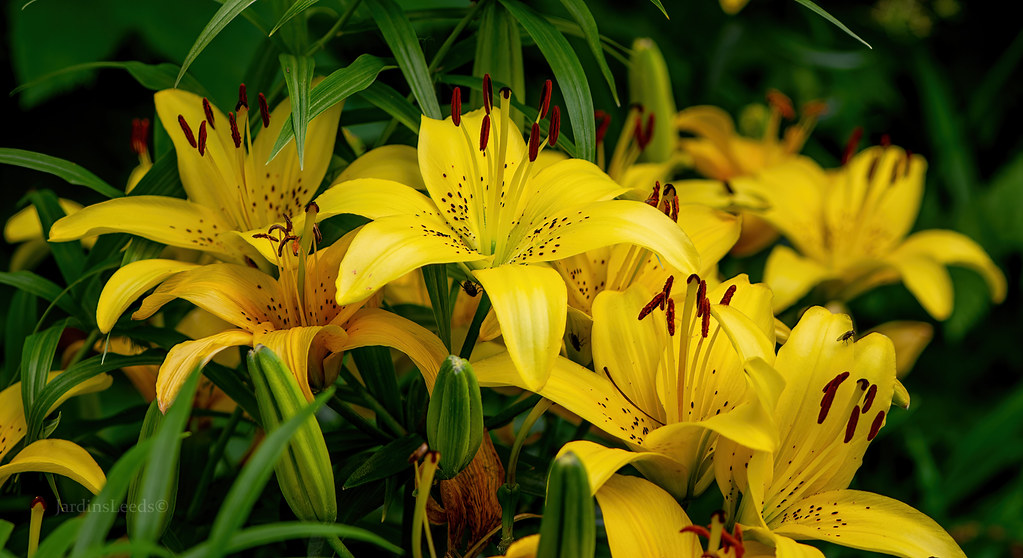 Lys Asiatique Lilium ×asiatique Electric Yellow