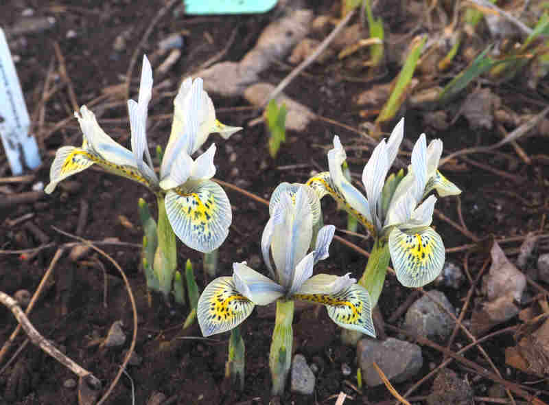 Iris histrioides Katharine Hodgkin