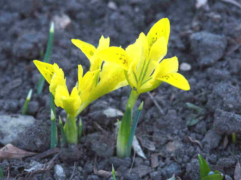 Iris reticulata 'Danfordiae'
