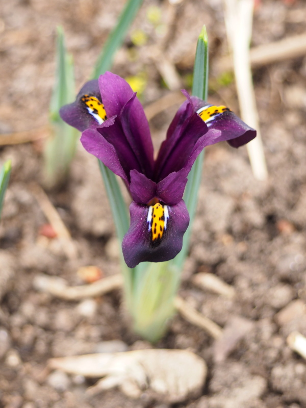 Iris reticulata J.S. Van Dyjt'