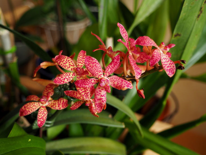 Orchid&eacute;e, Renanthera bella x Rhynchostylis gigantea 'Petoniana'
