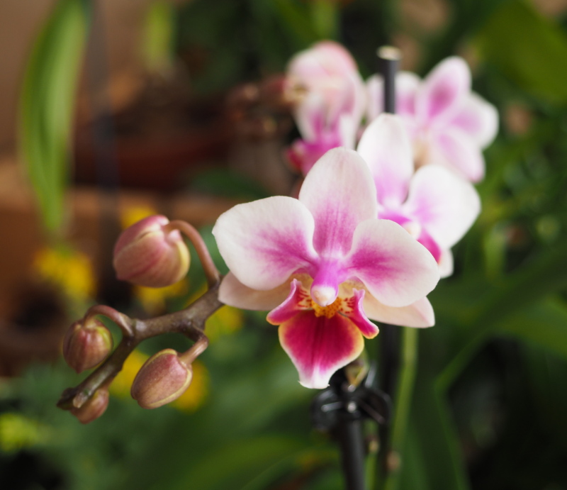 Orchid&eacute;e, phal., Phalaenopsis 