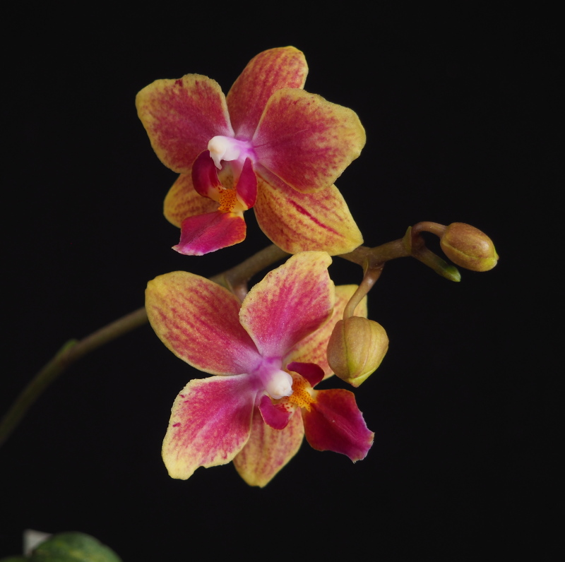 Orchid&eacute;e, phal., Phalaenopsis 'Sogo Gotris &rsquo;Flora Ark&rsquo;'