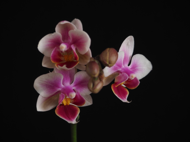 Orchid&eacute;e, phal., Phalaenopsis 'Brother Pico Sweetheart ?'