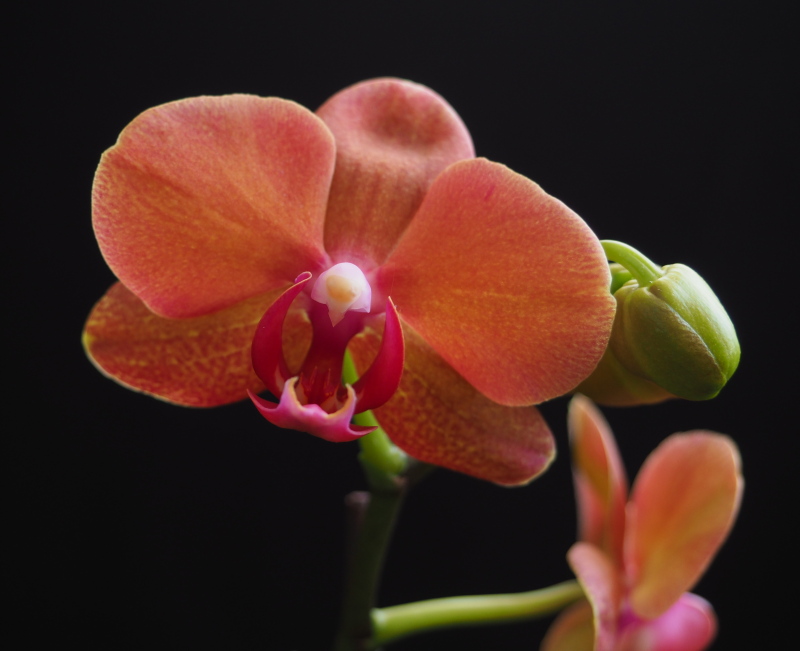 Orchid&eacute;e, phal., Phalaenopsis 'Surf Song &rsquo;Ox Gold Orange&rsquo;'