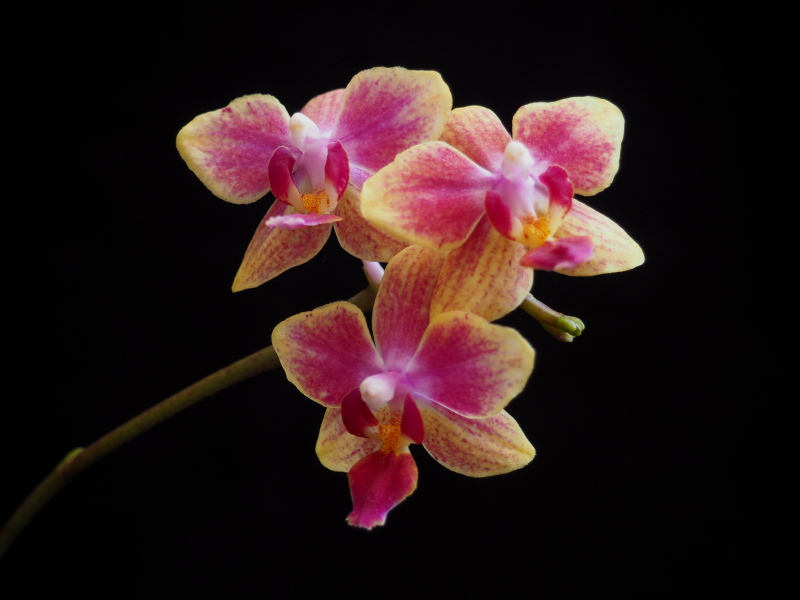 Orchid&eacute;e, phal., Phalaenopsis sogo gotris 'Flore Ark'
