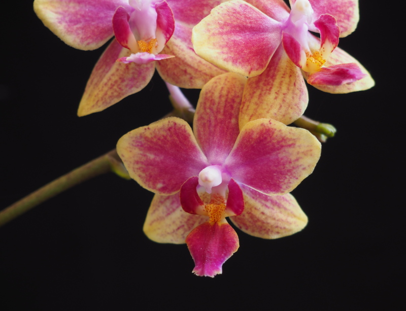 Orchid&eacute;e, phal., Phalaenopsis ×sogo gotris 'Flore Ark'
