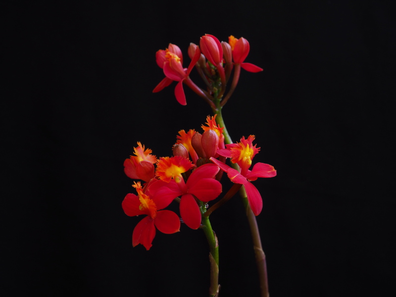 Epidendrum radicans 'Rose Valley &rsquo;Cardinal&rsquo;'